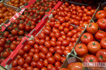 Russia remains main importer of Azerbaijani tomatoes