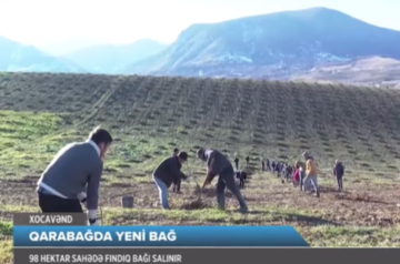 Azerbaijan establishing walnut orchards in Khojavend