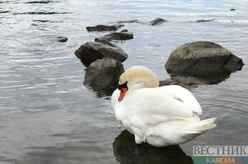 Cause of mass death of swans in Kazakhstan established