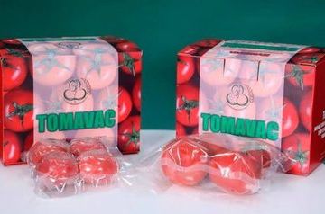 Uzbekistan develops edible tomato COVID-19 vaccine