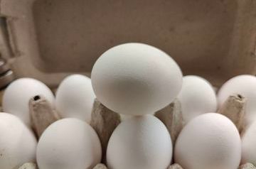 Egg producers’ conspiracy: three companies face fines in Stavropol region