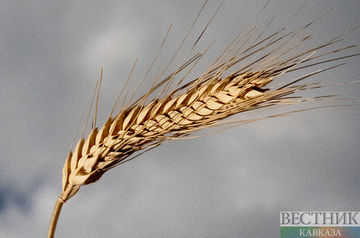 Russia completes grain deliveries to African countries