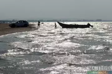 Russia, Azerbaijan and Kazakhstan rescued 63 seals in Caspian Sea