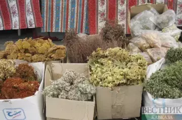 Unemployed to collect medicinal herbs in Ingushetia