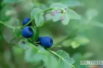 Blueberries to double Georgian farmers&#039; income in 2024