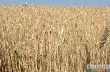 Iran stockpiling wheat