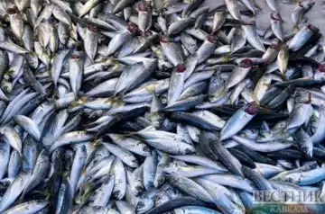 Greece tourist port flooded with dead fish