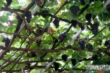 Ministry of Finance proposes Kizlyar Brandy Factory to grow grapes