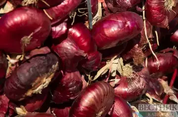 Stavropol farmers harvested 8,100 tons of onions