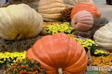 Harvest Festival in Abkhazia to take place on November 3