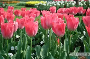 Tens of thousands of tulips being planted in Zheleznovodsk