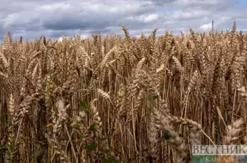 Climate change and food security discussed at COP29