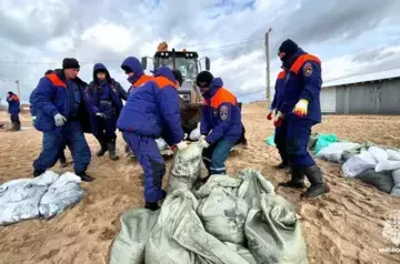 11 dead dolphins found in Russia’s Kuban following oil spill