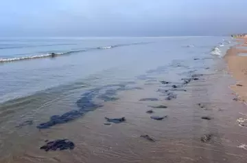 New oil spills cover shores of Anapa