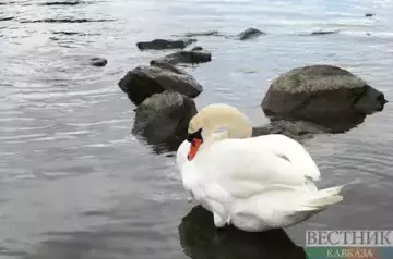 About 1,700 birds rescued in Kuban after fuel oil spill