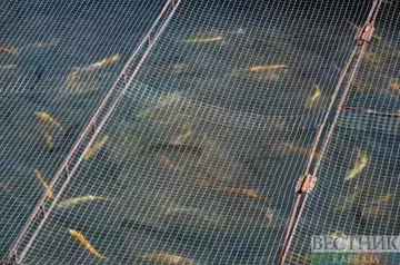 Fish processing plant to be built in Dagestan