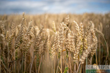Azerbaijan may export wheat and soybean seeds from Russia