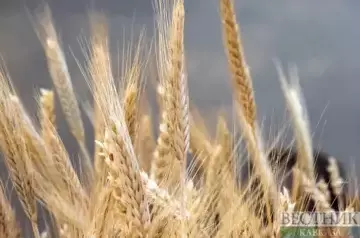 Kazakhstan becomes main wheat exporter to Azerbaijan