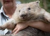 &#039;Hero&#039; wombats: smarts or natural gift?