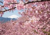 Sakura blossoms in Sochi National Park