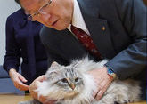 Cat given by Putin to a Japanese governor isolated over COVID-19