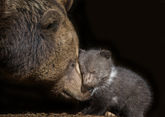 6 animals that are the best moms on the planet