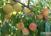 KCR farmers plant first experimental peach orchard