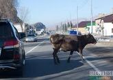 Car hits cow in Grozny district