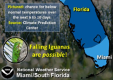 Miami citizens warned of &#039;falling iguanas&#039; season