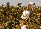 How Uzbekistan’s cotton industry cleaned up its act