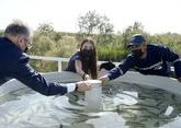 Leyla Aliyeva attends ceremony to release sturgeons into water (PHOTO)