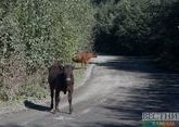 Residents of Armenia stole bull and calf and collided with truck