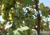 Dagestan breaks previous record for grape harvesting ahead of schedule