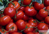 Three more Azerbaijani enterprises to import tomatoes and apples to Russia