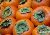 Azerbaijan sends 1,000 tons of persimmon to Russia