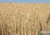 Russia to suspend grain exports to Eurasian Economic Union