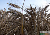 Turkey intends to buy Indian wheat 