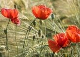 Afghan Taliban launch campaign to eradicate poppy crop