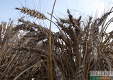 Ankara: more ships with grain prepare to leave Ukrainian ports