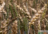 Egypt looks further afield for wheat