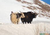 Azerbaijan to breed yaks in Karabakh