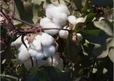 Cotton production to be restored in Dagestan
