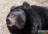 Yerevan Zoo gets electricity and water