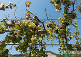 Chardonnay and Merlot grapes to be grown nearby Derbent