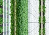Can vertical farming provide Middle East with food?