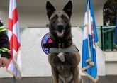 Rescue dog awarded medal for work in Türkiye 
