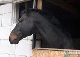 Kadyrov&#039;s racehorse stolen in Czech Republic