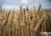 G7 countries urge Russia to extend grain deal