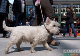 Ira the dog &quot;violated&quot; sanctions against Iran 