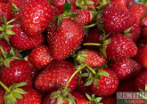 Armenian exports of berries to Russia increasing